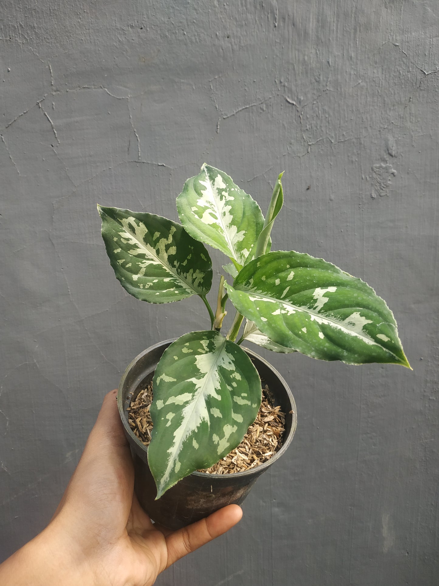 Aglaonema pictum bicolor, live aglaonema pictum bicolor, live aglaonema pictum bicolor plants, rare aglaonema pictum bicolor, rare aglaonema pictum bicolor live plants, tropical aglaonema pictum bicolor live plants, wholesale aglaonema pictum bicolor, outdoor plant, indoor plants, winter plants, summer plants, spring plants, houseplants, rare aglaonema pictum bicolor live plants, live aglaonema pictum bicolor rare plants