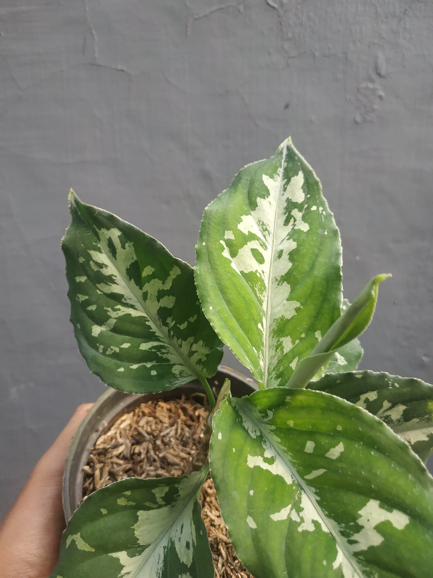 Aglaonema pictum bicolor, live aglaonema pictum bicolor, live aglaonema pictum bicolor plants, rare aglaonema pictum bicolor, rare aglaonema pictum bicolor live plants, tropical aglaonema pictum bicolor live plants, wholesale aglaonema pictum bicolor, outdoor plant, indoor plants, winter plants, summer plants, spring plants, houseplants, rare aglaonema pictum bicolor live plants, live aglaonema pictum bicolor rare plants