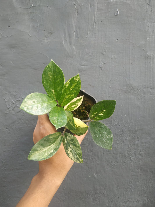 Zamioculcas Zamiifolia Variegated Small