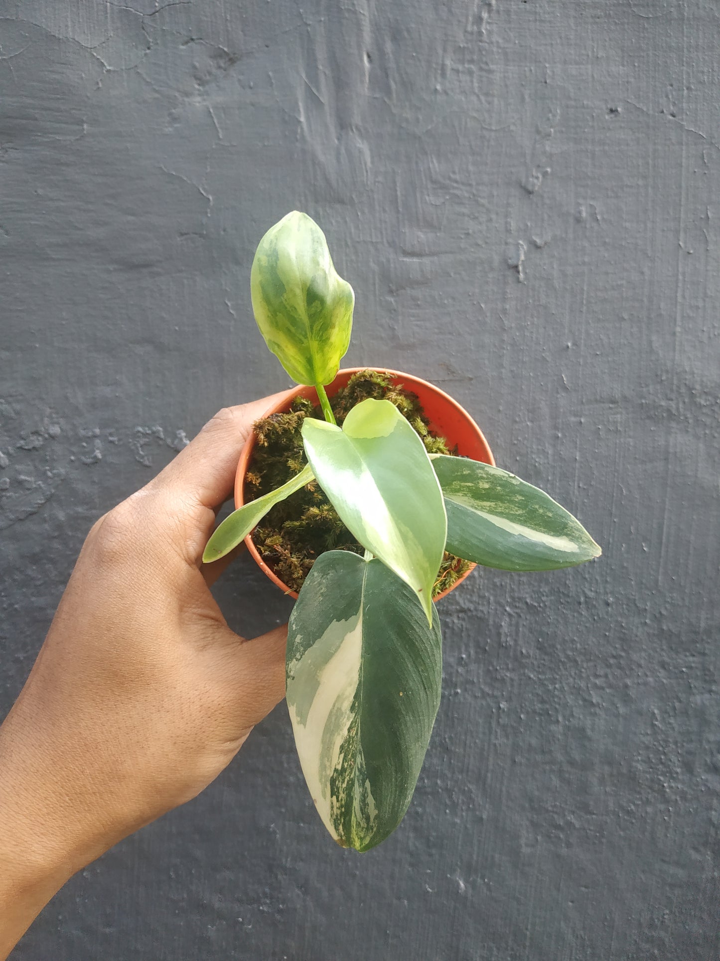 Wholesale 6x Philodendron Bipennifolium Violin Variegated Small