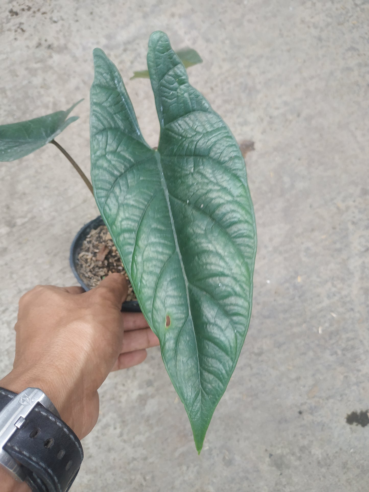 Alocasia Scalprum Sp. Borneo