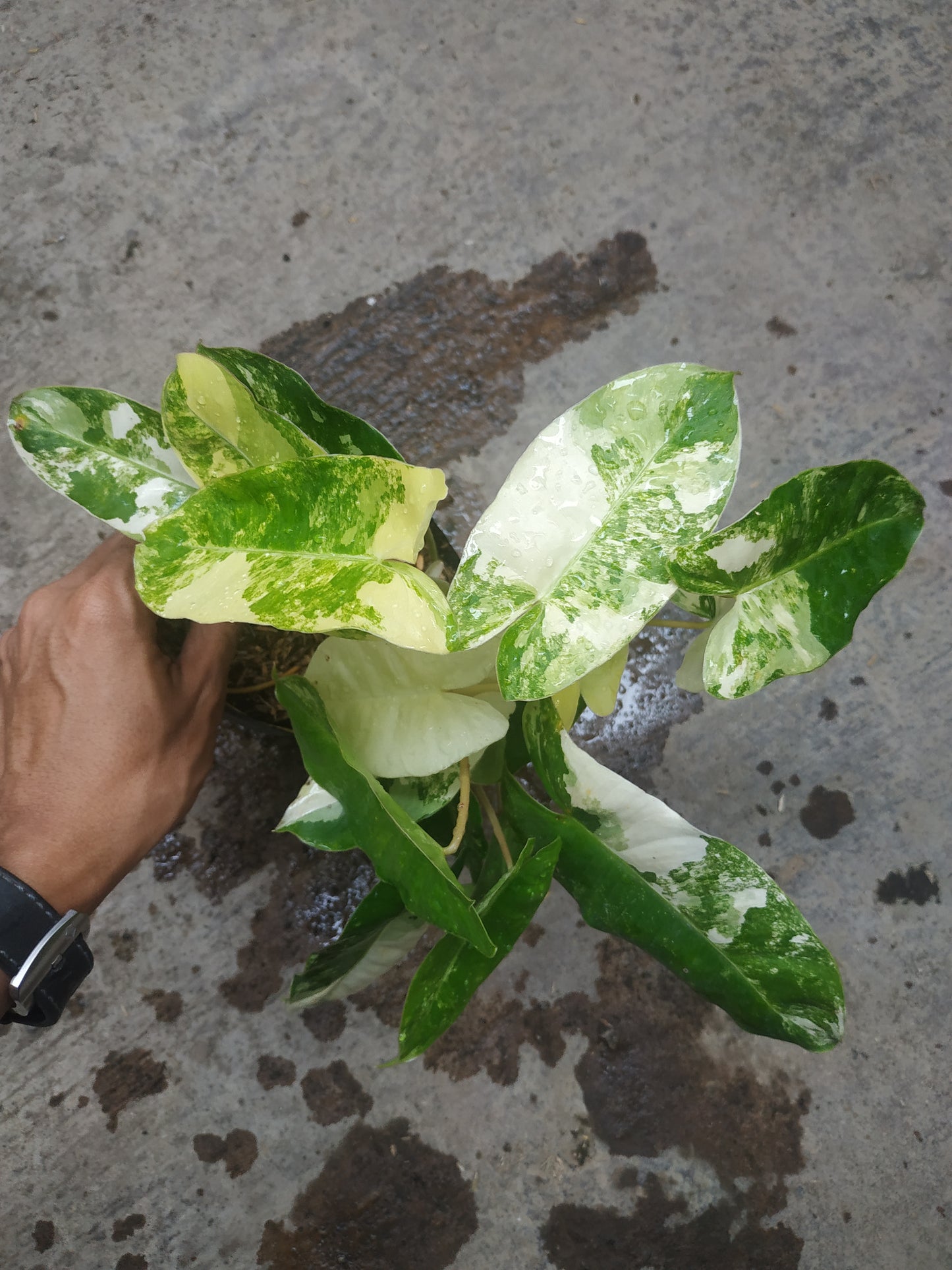 Wholesale 6x Philodendron Burle Marx Variegated