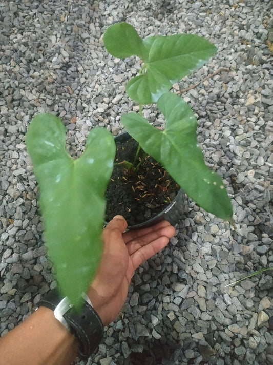 anthurium, live anthurium balaoanum, live anthurium balaoanum plants, rare anthurium balaoanum, rare anthurium balaoanum live plants, tropical anthurium balaoanum live plants, wholesale anthurium balaoanum, outdoor plant, indoor plants, winter plants, summer plants, spring plants, houseplants, rare anthurium balaoanum plants, live anthurium balaoanum rare plants