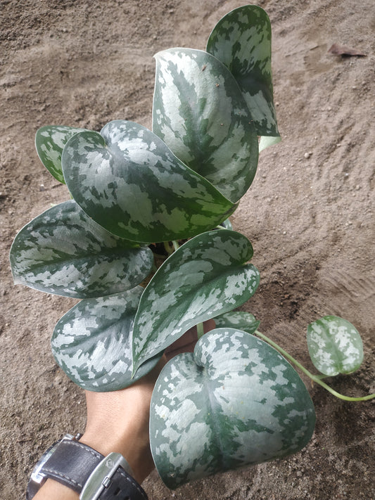 Scindapsus Exotica