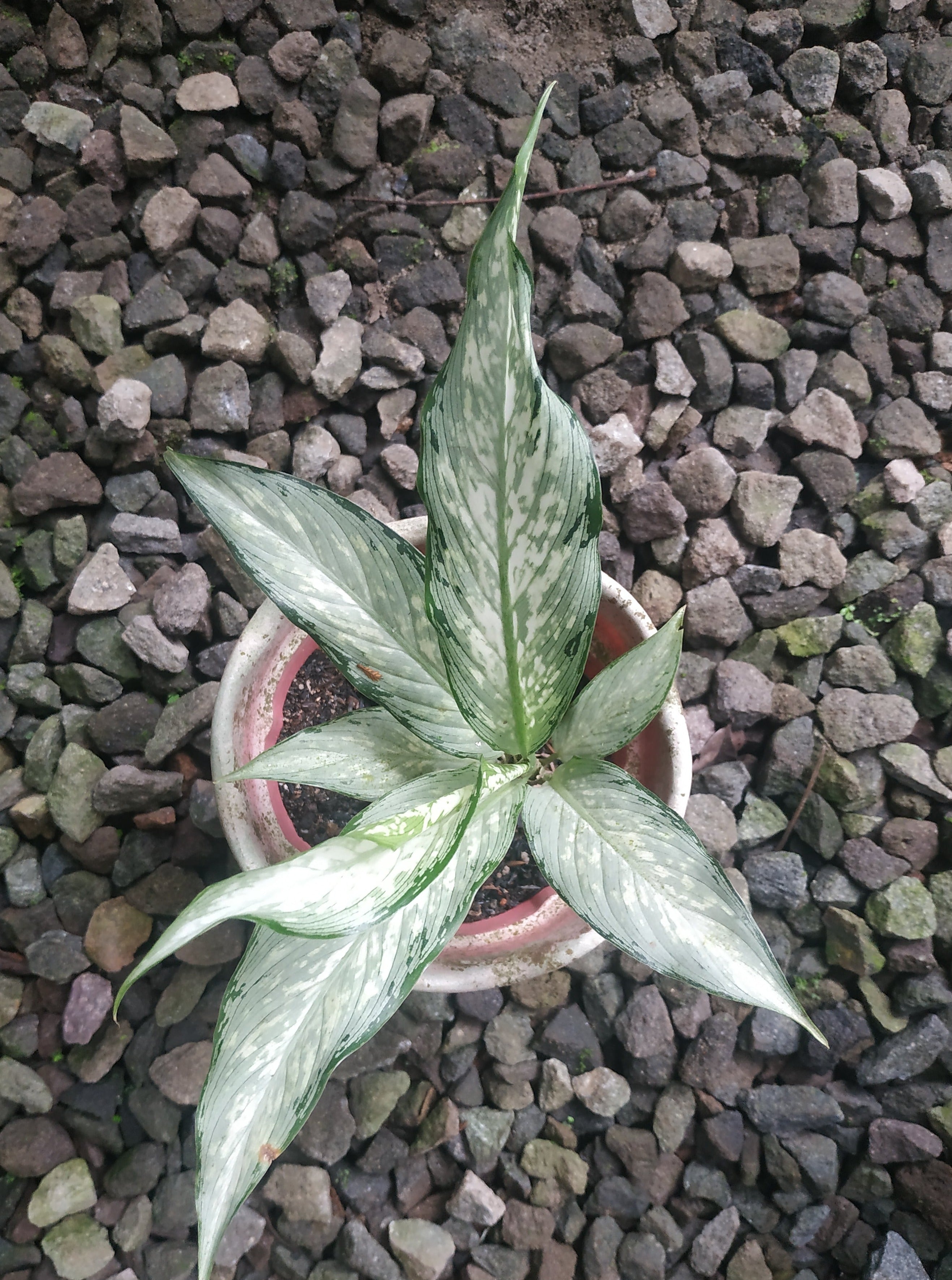 Dieffenbachia Tiki – Giant Tropical Nursery