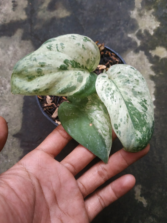 Scindapsus Jade Satin Cream Blue Variegated