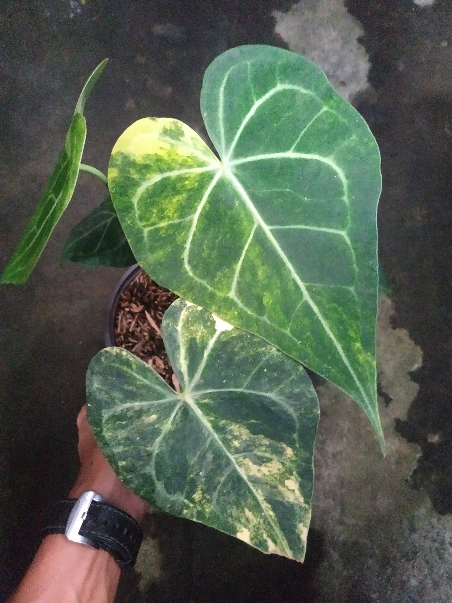 anthurium, live anthurium clarinervium variegated, live anthurium clarinervium variegated plants, rare anthurium clarinervium variegated, rare anthurium clarinervium variegated live plants, tropical anthurium clarinervium variegated live plants, wholesale anthurium clarinervium variegated, outdoor plant, indoor plants, winter plants, summer plants, spring plants, houseplants, rare anthurium clarinervium variegated plants, live anthurium clarinervium variegated rare plants