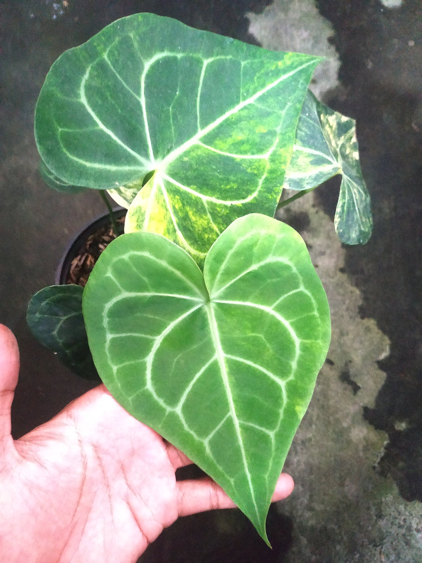 anthurium, live anthurium clarinervium variegated, live anthurium clarinervium variegated plants, rare anthurium clarinervium variegated, rare anthurium clarinervium variegated live plants, tropical anthurium clarinervium variegated live plants, wholesale anthurium clarinervium variegated, outdoor plant, indoor plants, winter plants, summer plants, spring plants, houseplants, rare anthurium clarinervium variegated plants, live anthurium clarinervium variegated rare plants