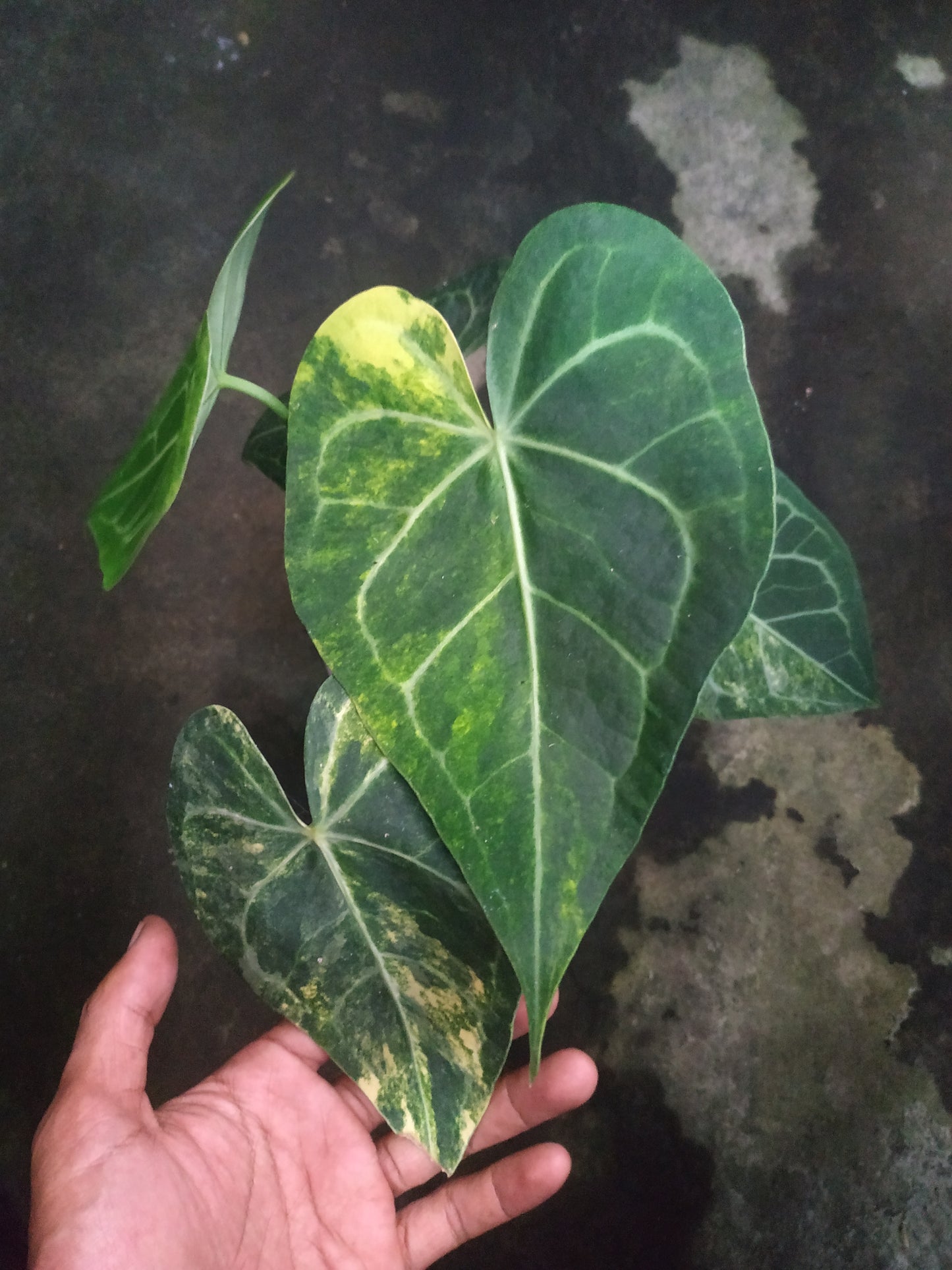 anthurium, live anthurium clarinervium variegated, live anthurium clarinervium variegated plants, rare anthurium clarinervium variegated, rare anthurium clarinervium variegated live plants, tropical anthurium clarinervium variegated live plants, wholesale anthurium clarinervium variegated, outdoor plant, indoor plants, winter plants, summer plants, spring plants, houseplants, rare anthurium clarinervium variegated plants, live anthurium clarinervium variegated rare plants