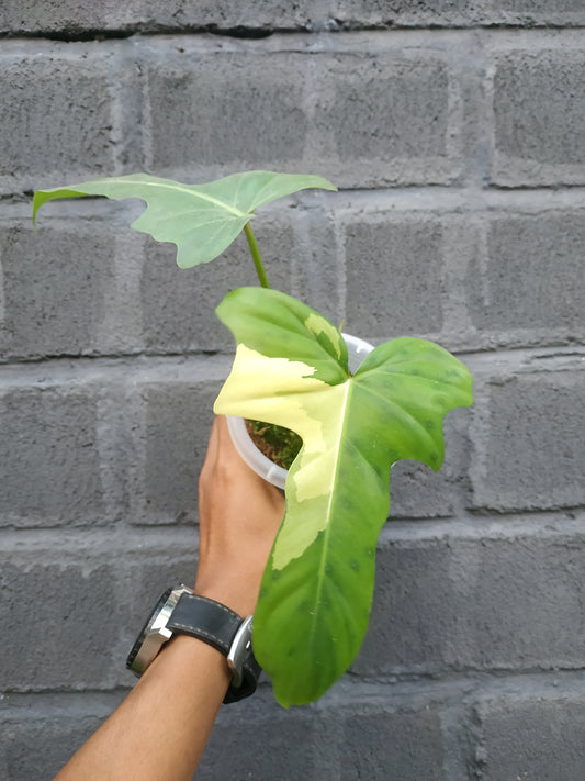 Philodendron Golden Dragon Albo Variegated