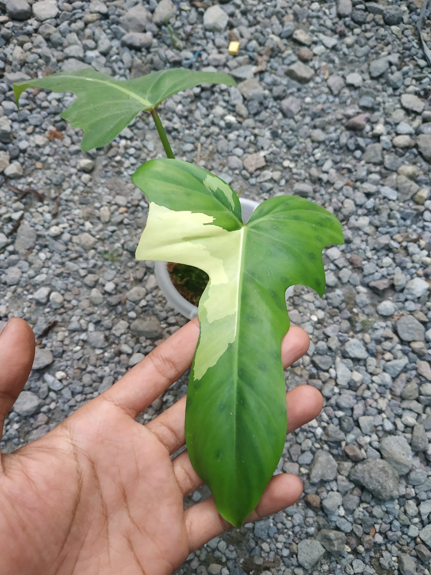 Philodendron Golden Dragon Albo Variegated