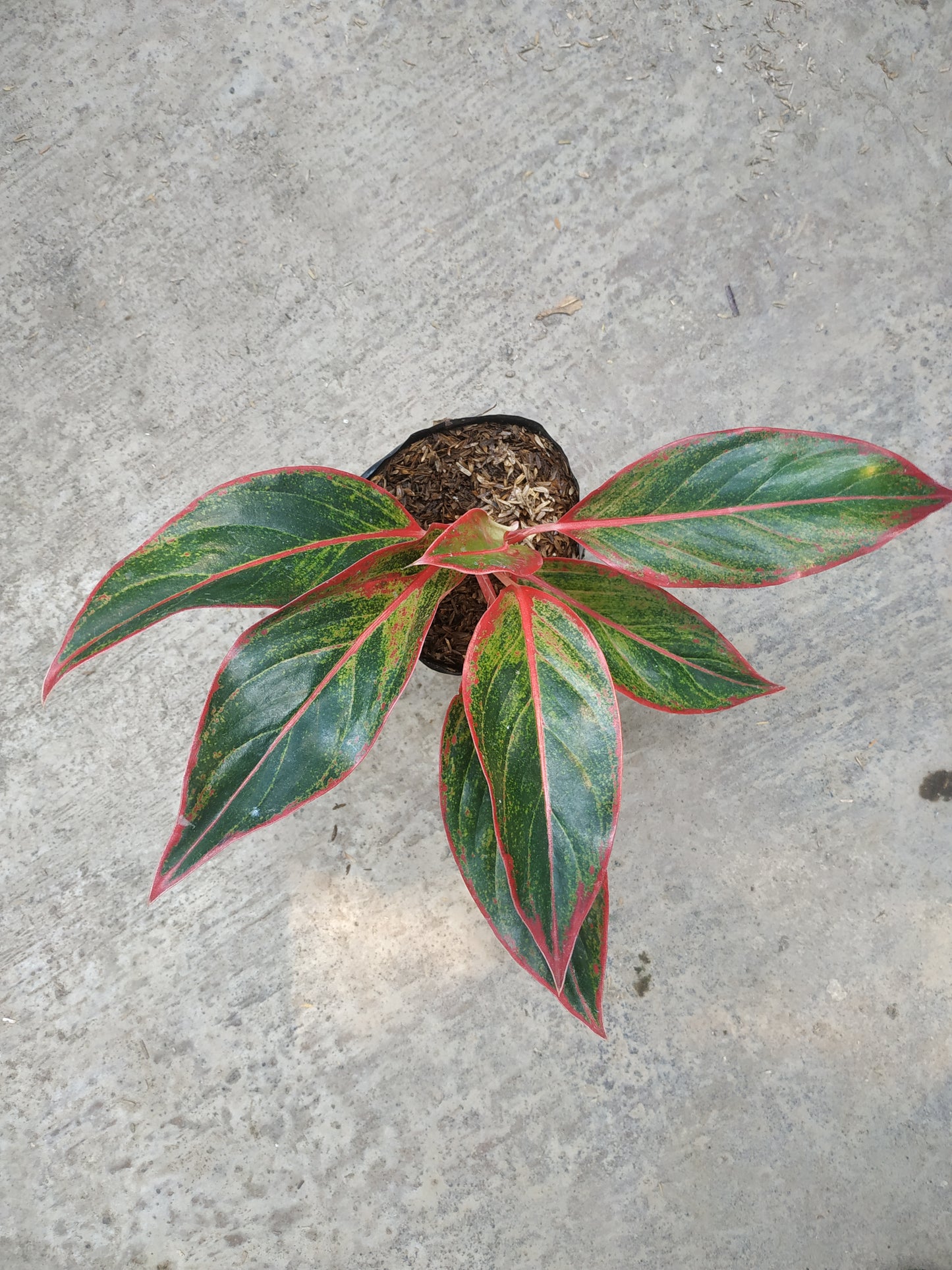 Aglaonema Siam Aurora