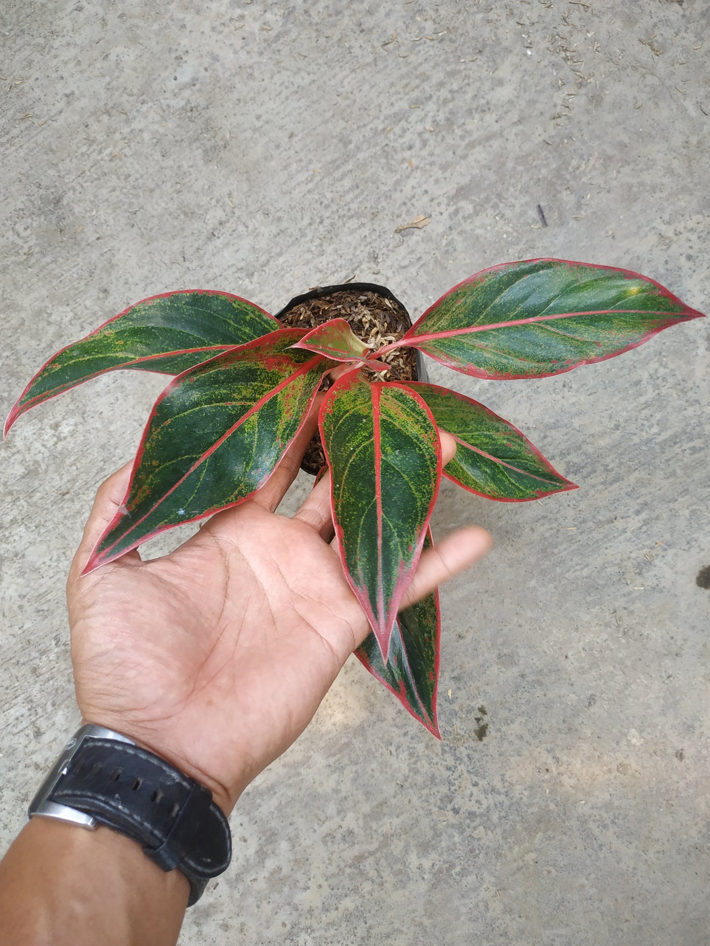 Aglaonema Siam Aurora