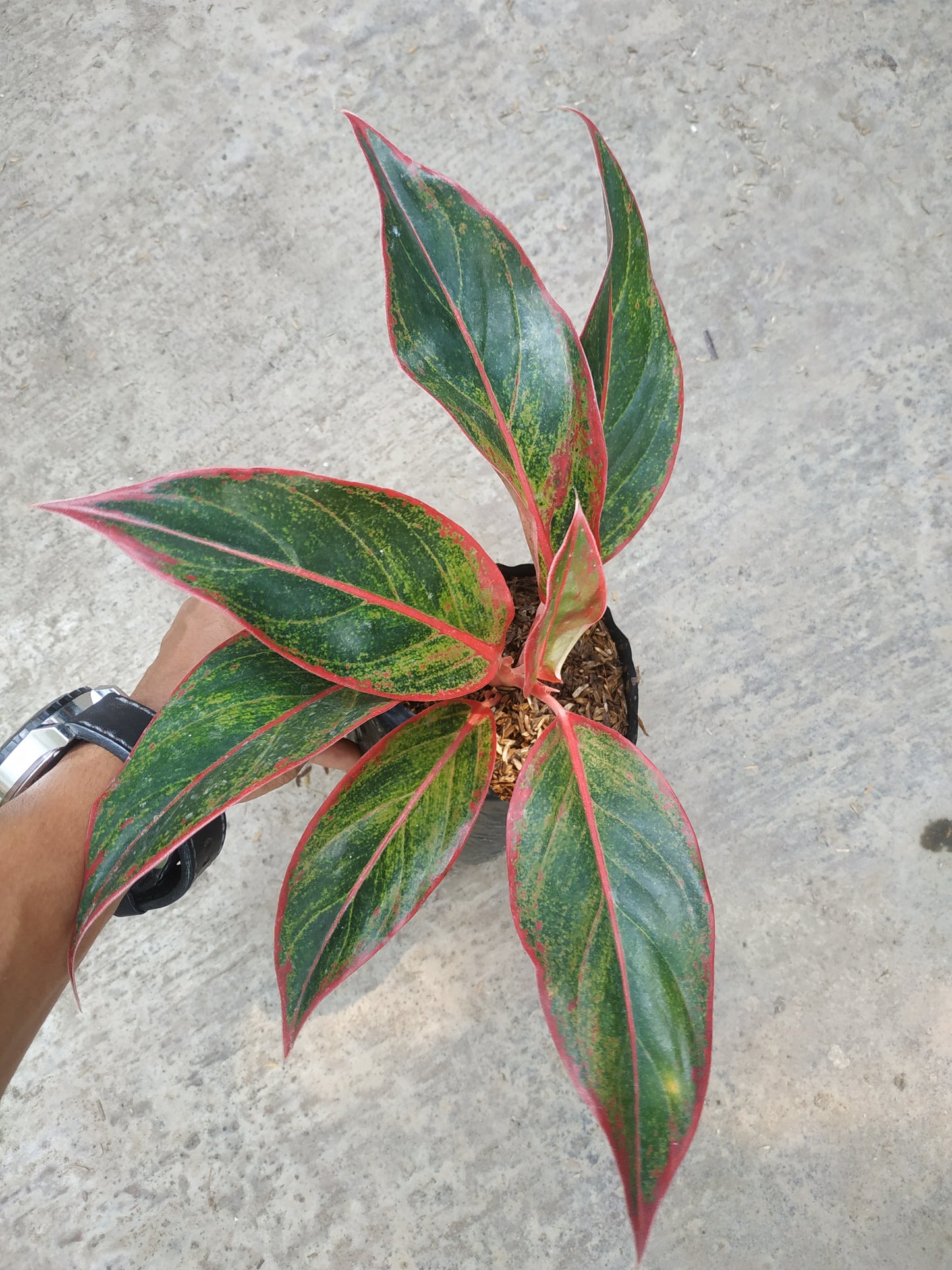 Aglaonema Siam Aurora