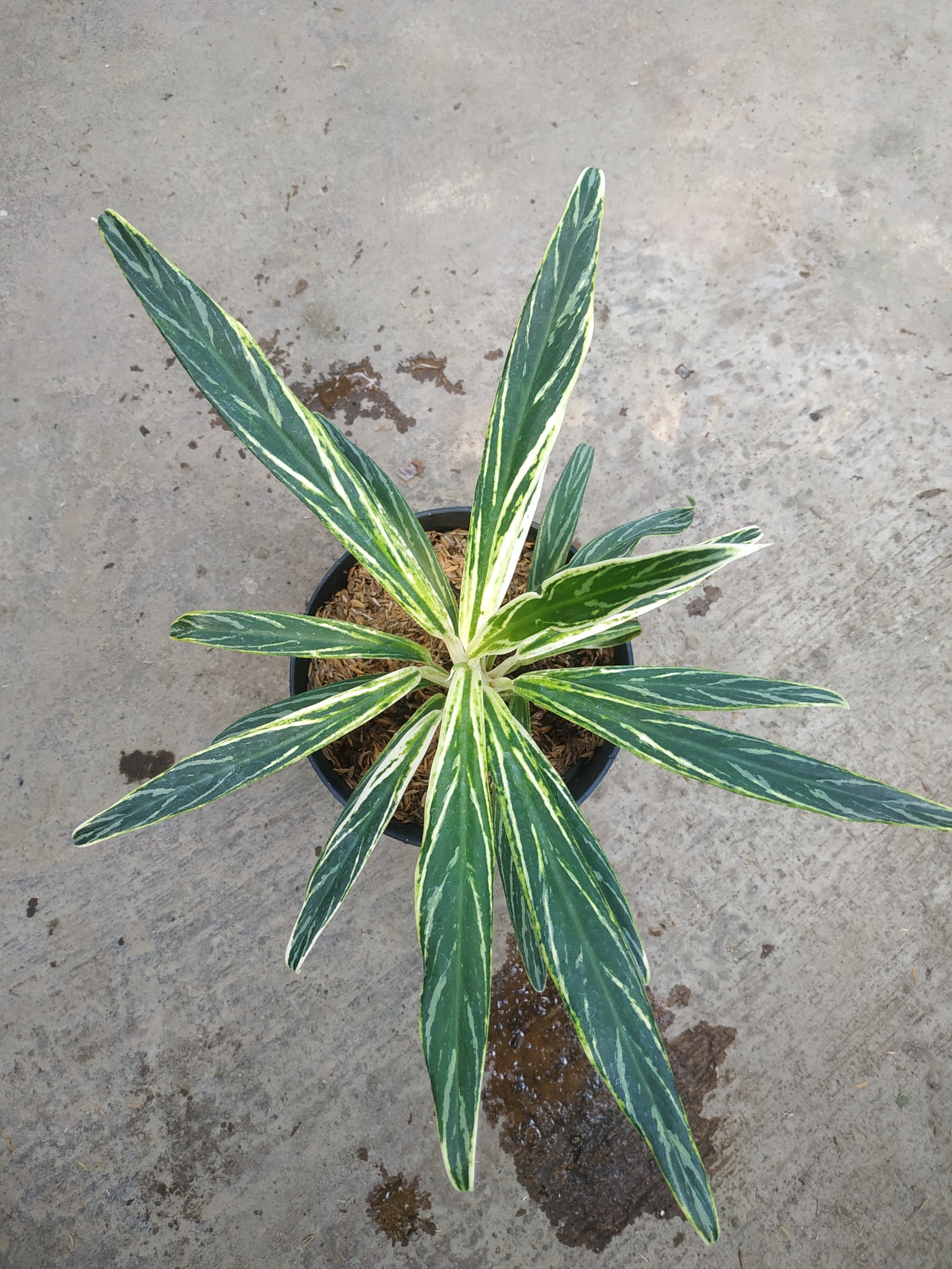 Aglaonema Bamboo