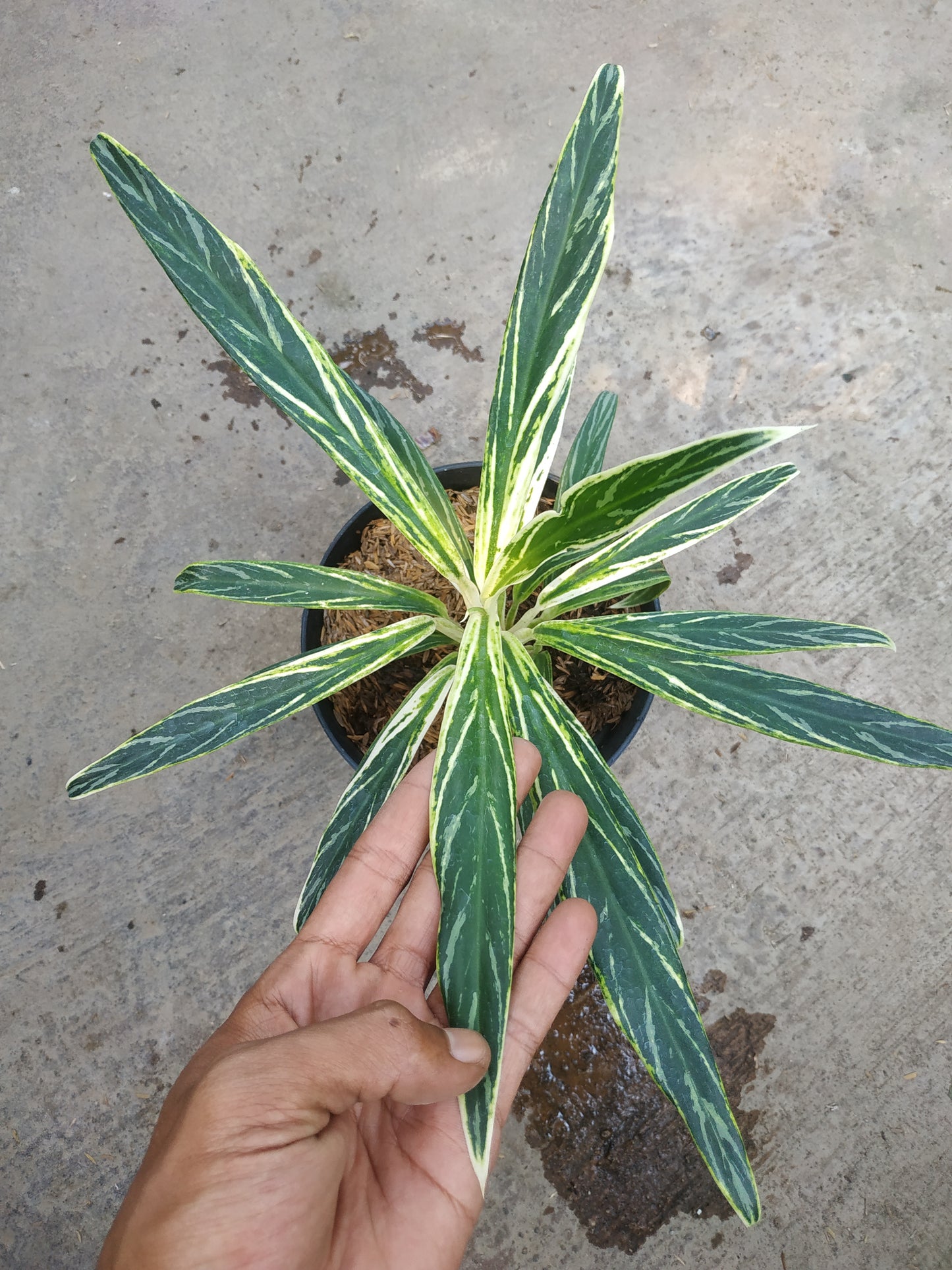 Aglaonema Bamboo