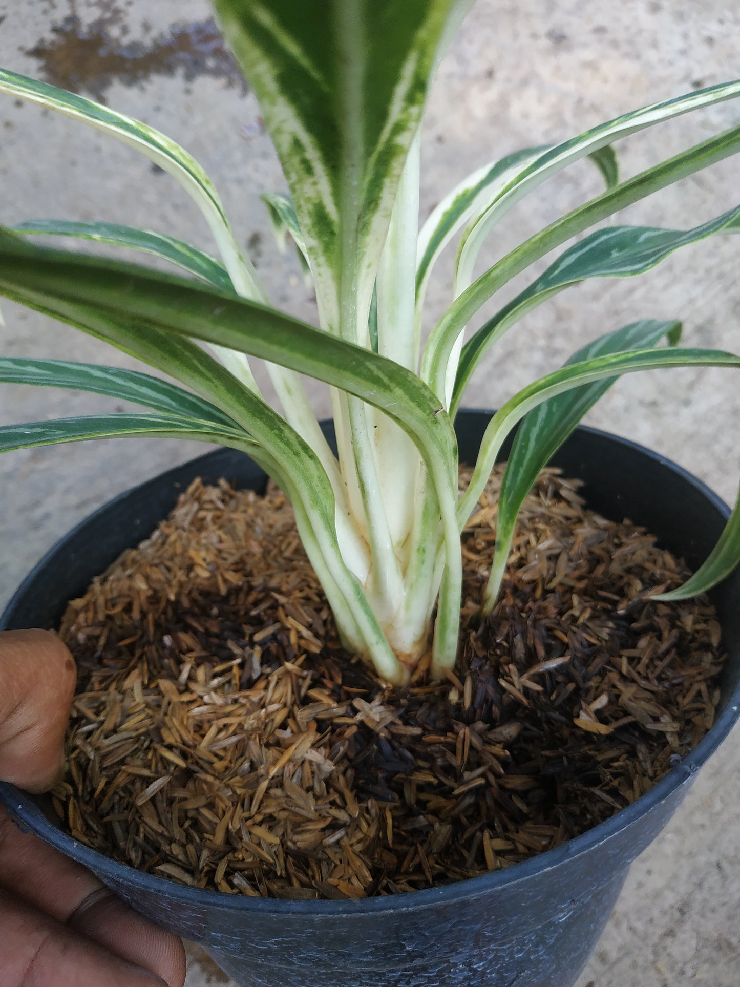 Aglaonema Bamboo