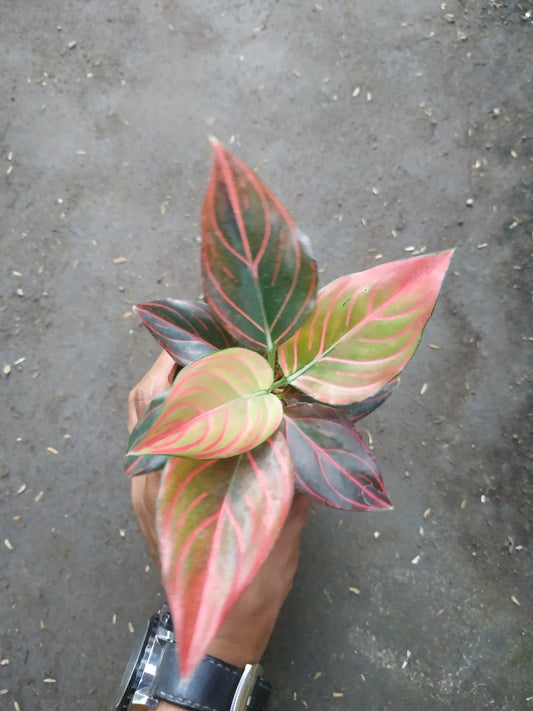 Aglaonema Red Vein
