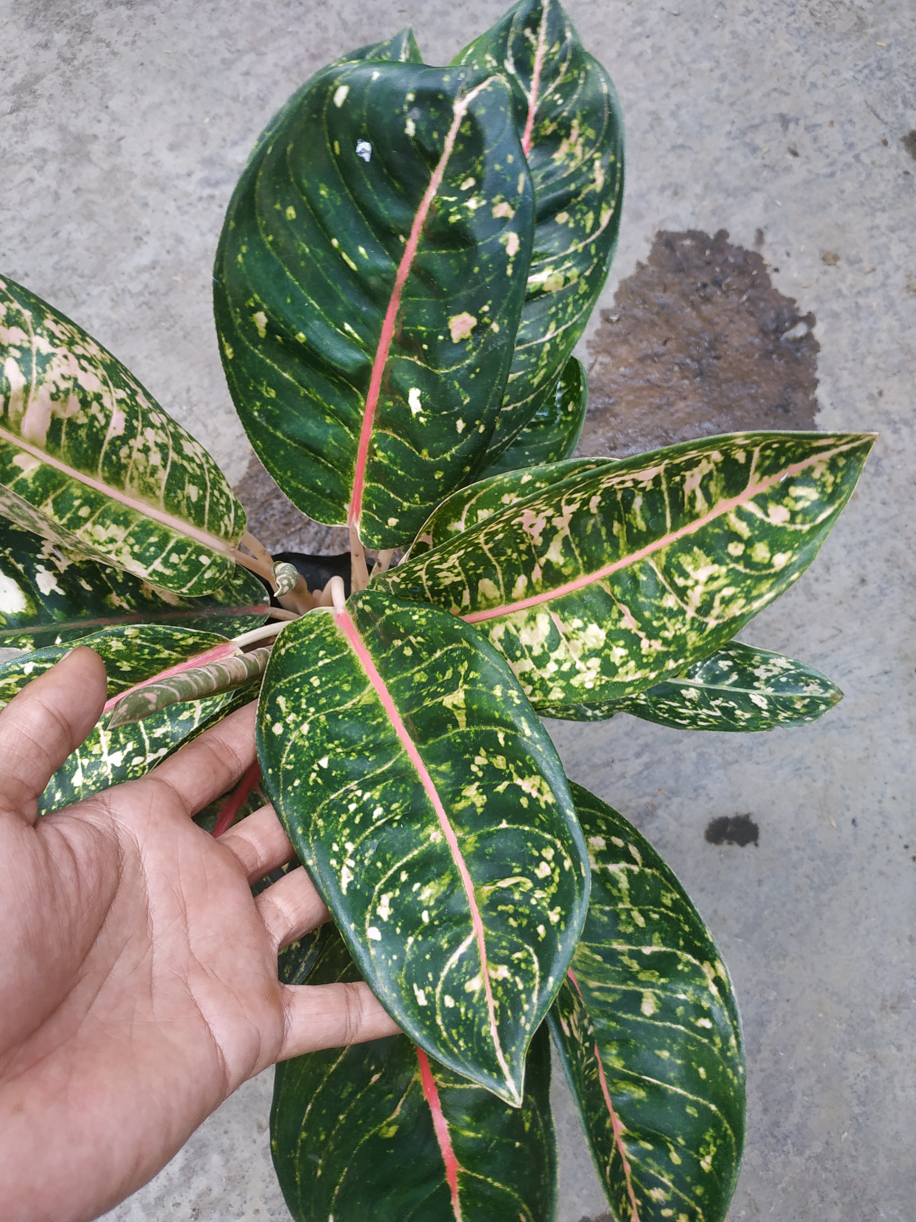 Aglaonema Donacarmen – Giant Tropical Nursery