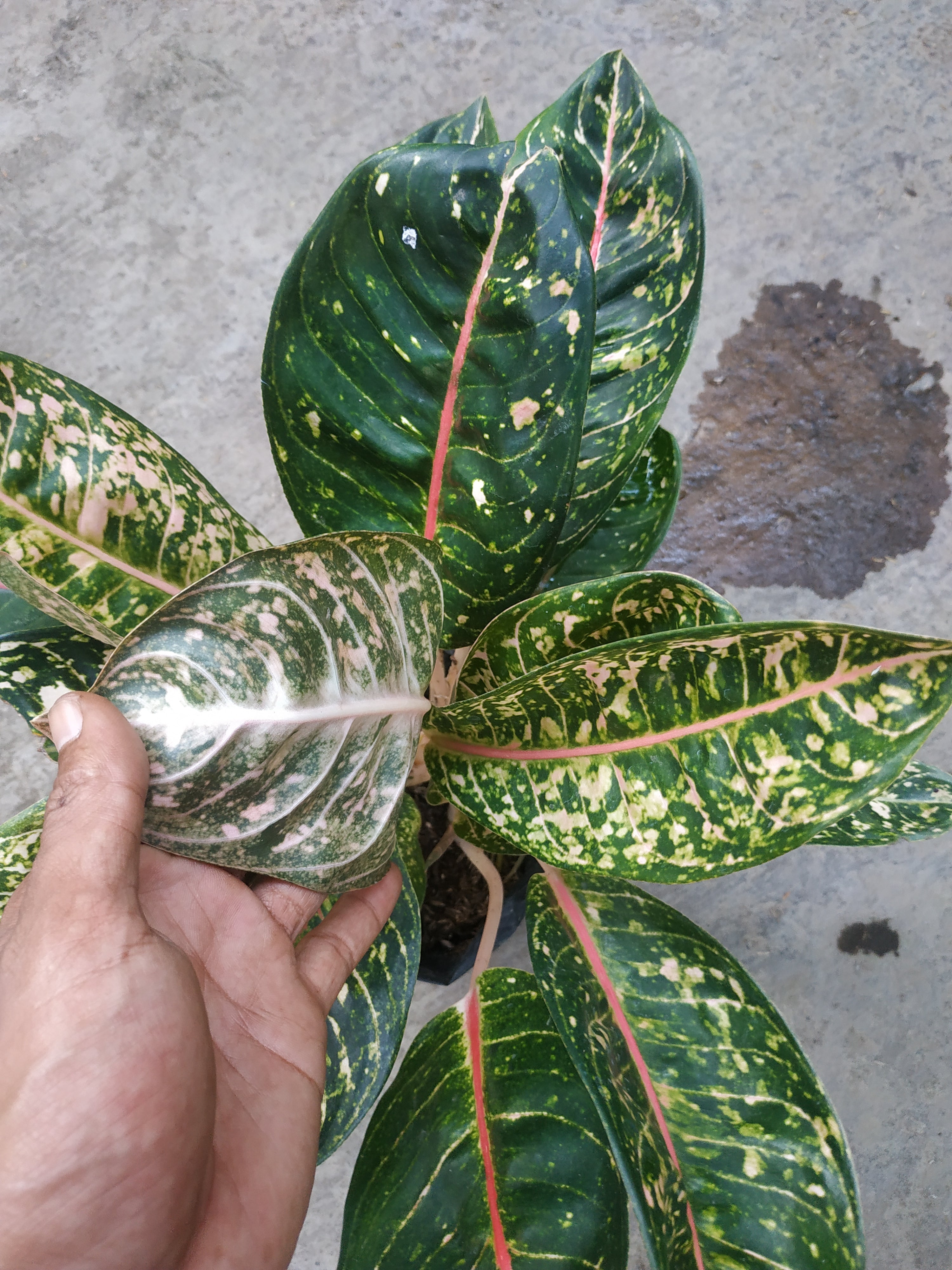 Aglaonema Donacarmen – Giant Tropical Nursery