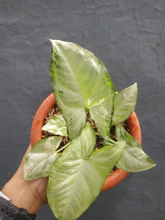 Syngonium Avocado Milkshake Butterfly Variegated