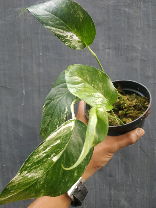 Wholesale 10x Epipremnum Pinnatum Variegated