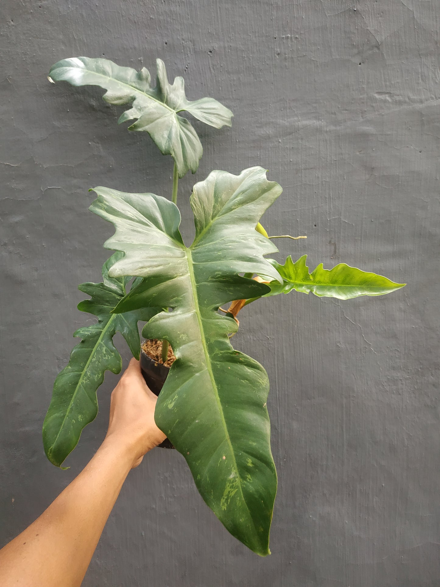 Philodendron Lime Fiddle