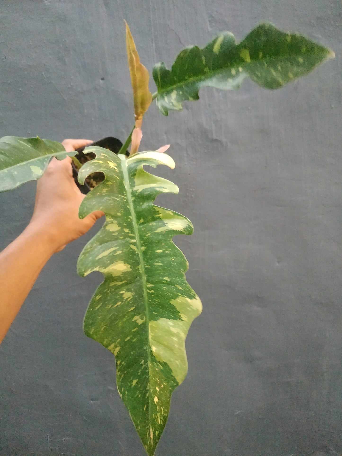 Philodendron Ring Of Fire Medium