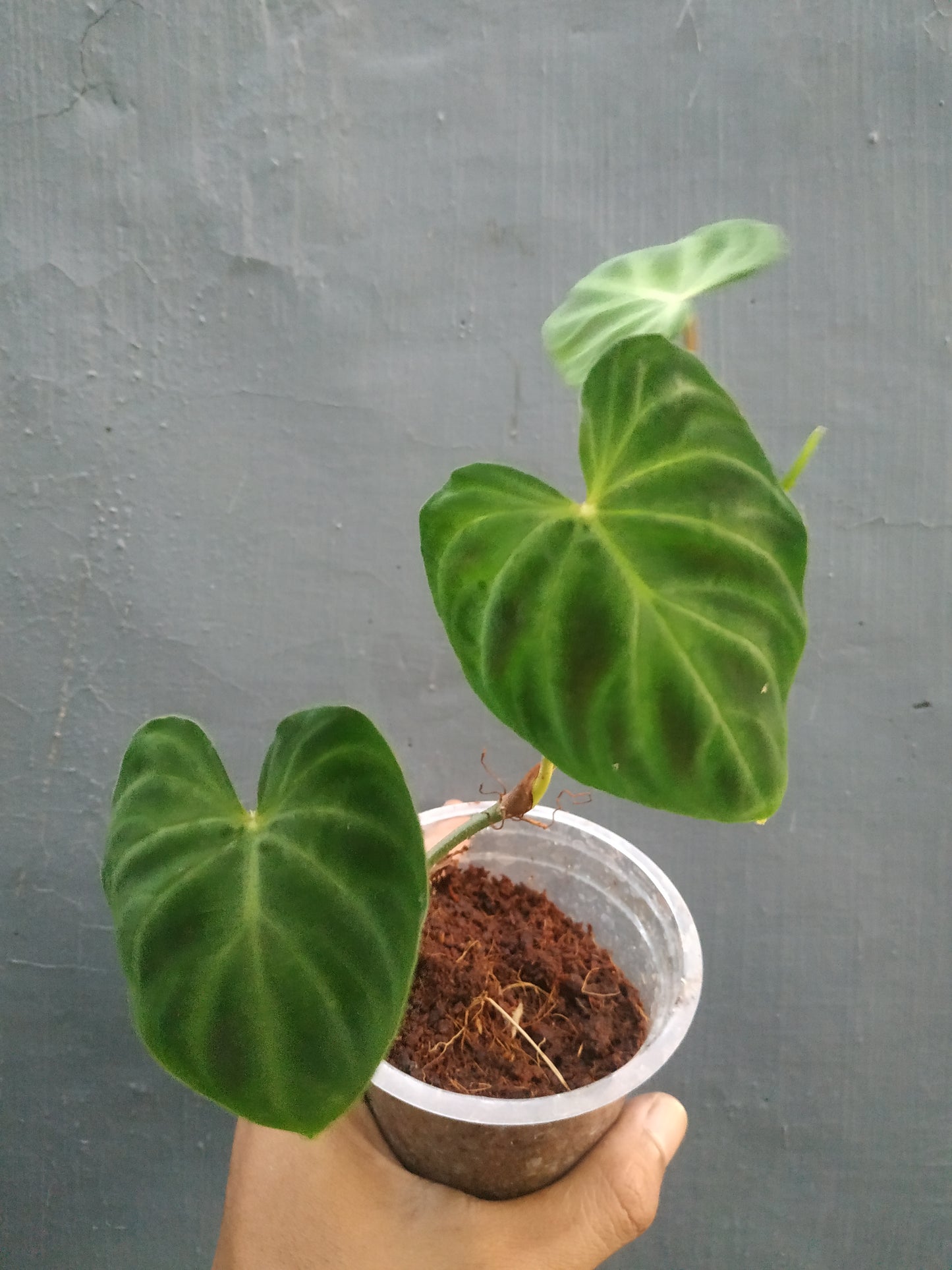 Wholesale 10x Philodendron Verrucosum