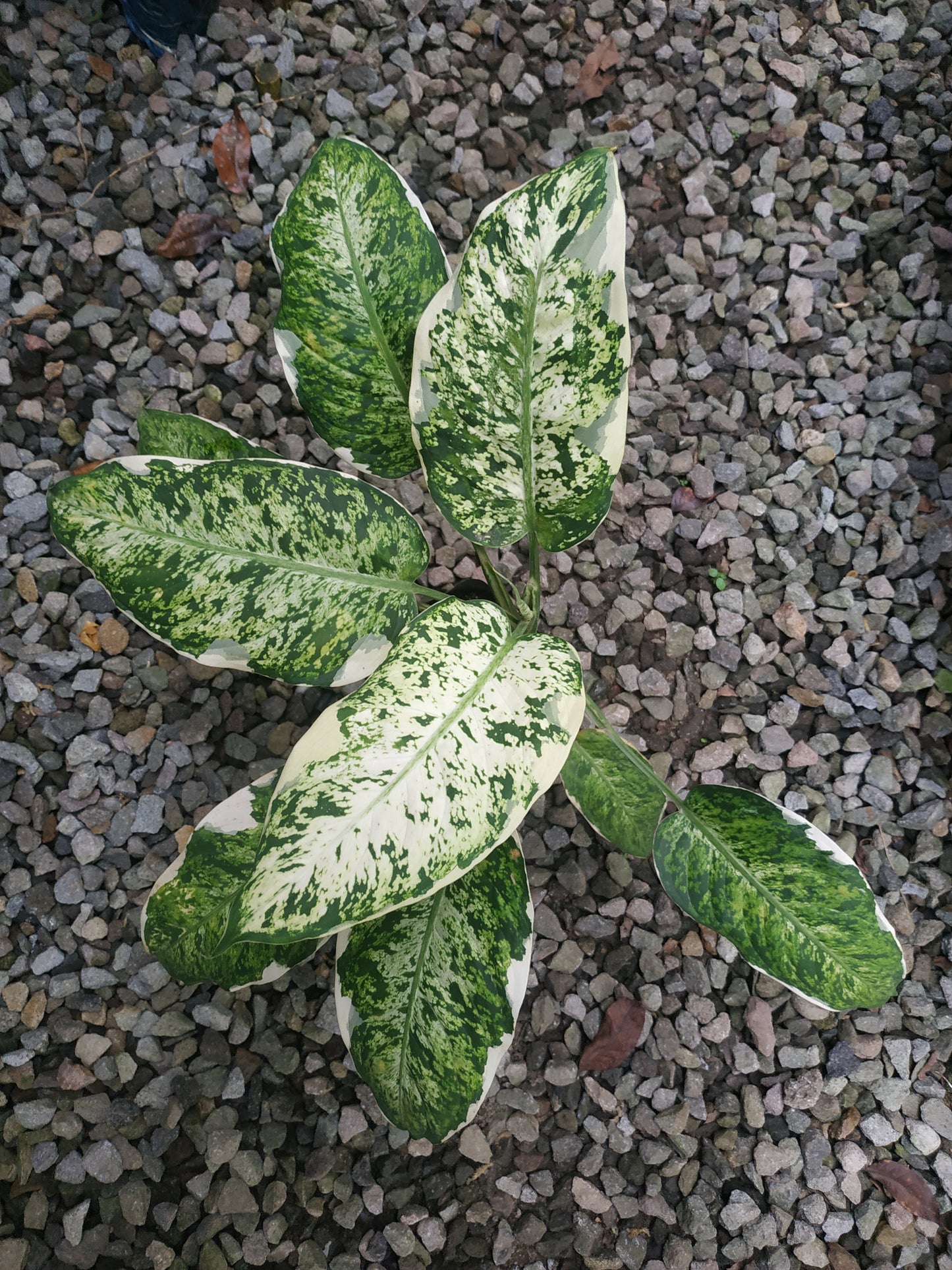 Dieffenbachia Maculata Variegated