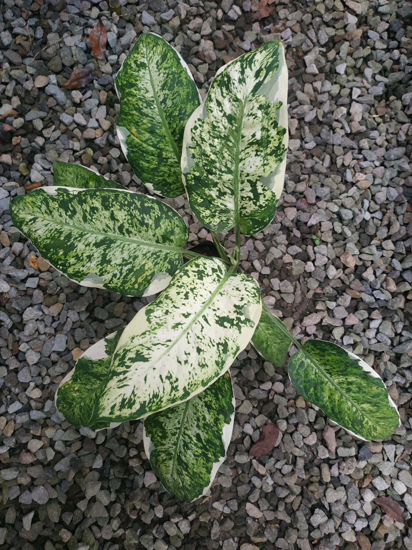 Dieffenbachia Maculata Variegated