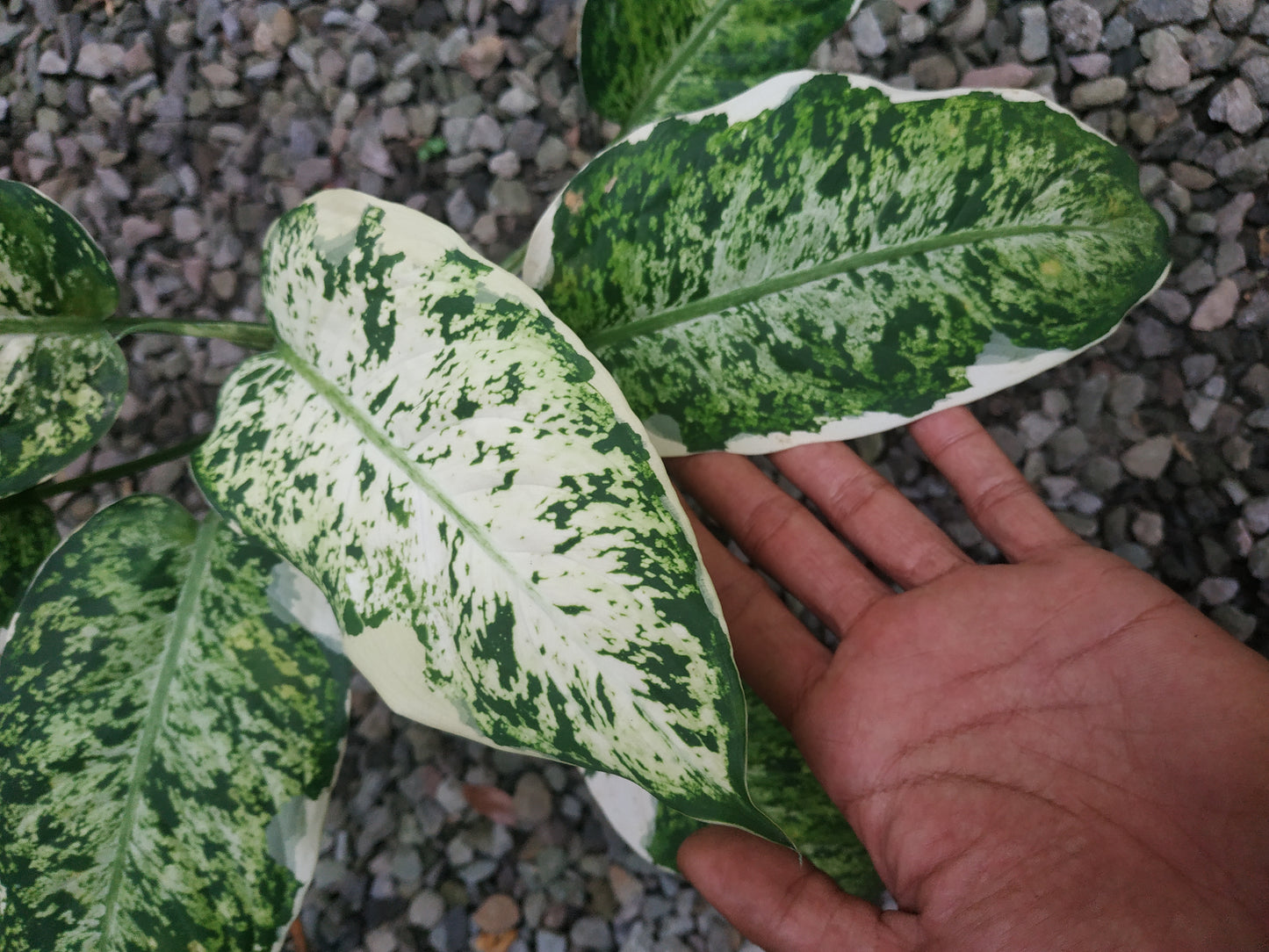 Dieffenbachia Maculata Variegated