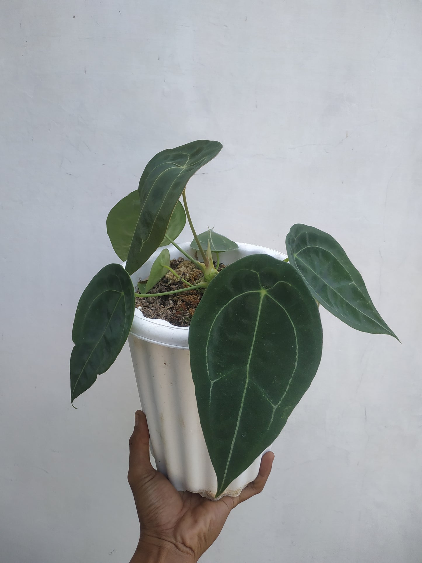 Anthurium Forgetii