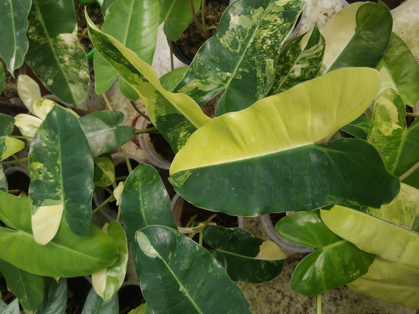 Wholesale 6x Philodendron Burle Marx Variegated