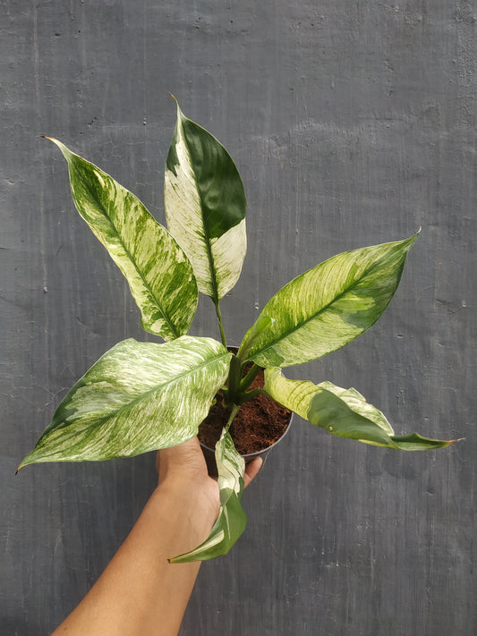 Wholesale 10x Spathiphyllum Peace Lily Variegated