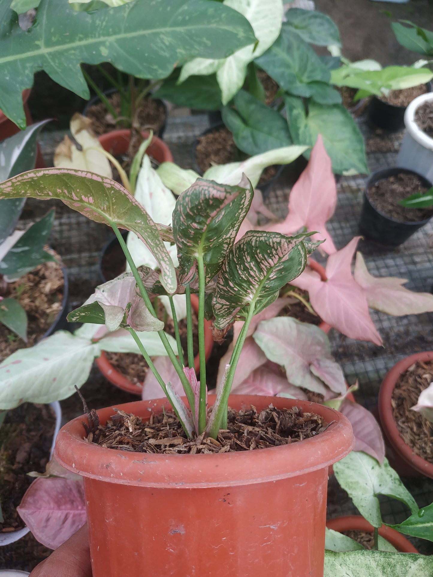 Syngonium Pink Mosaic