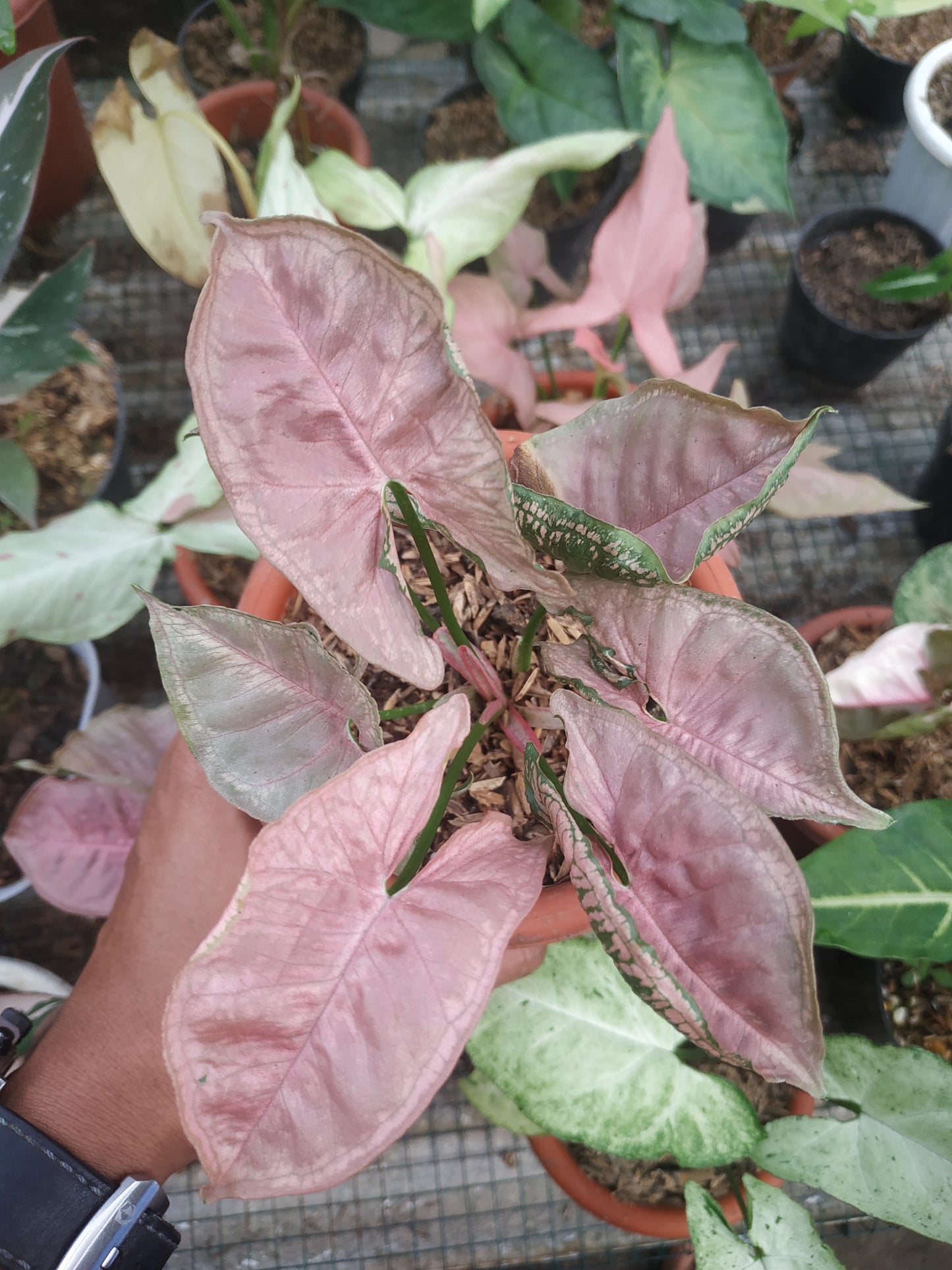 Syngonium Pink Mosaic