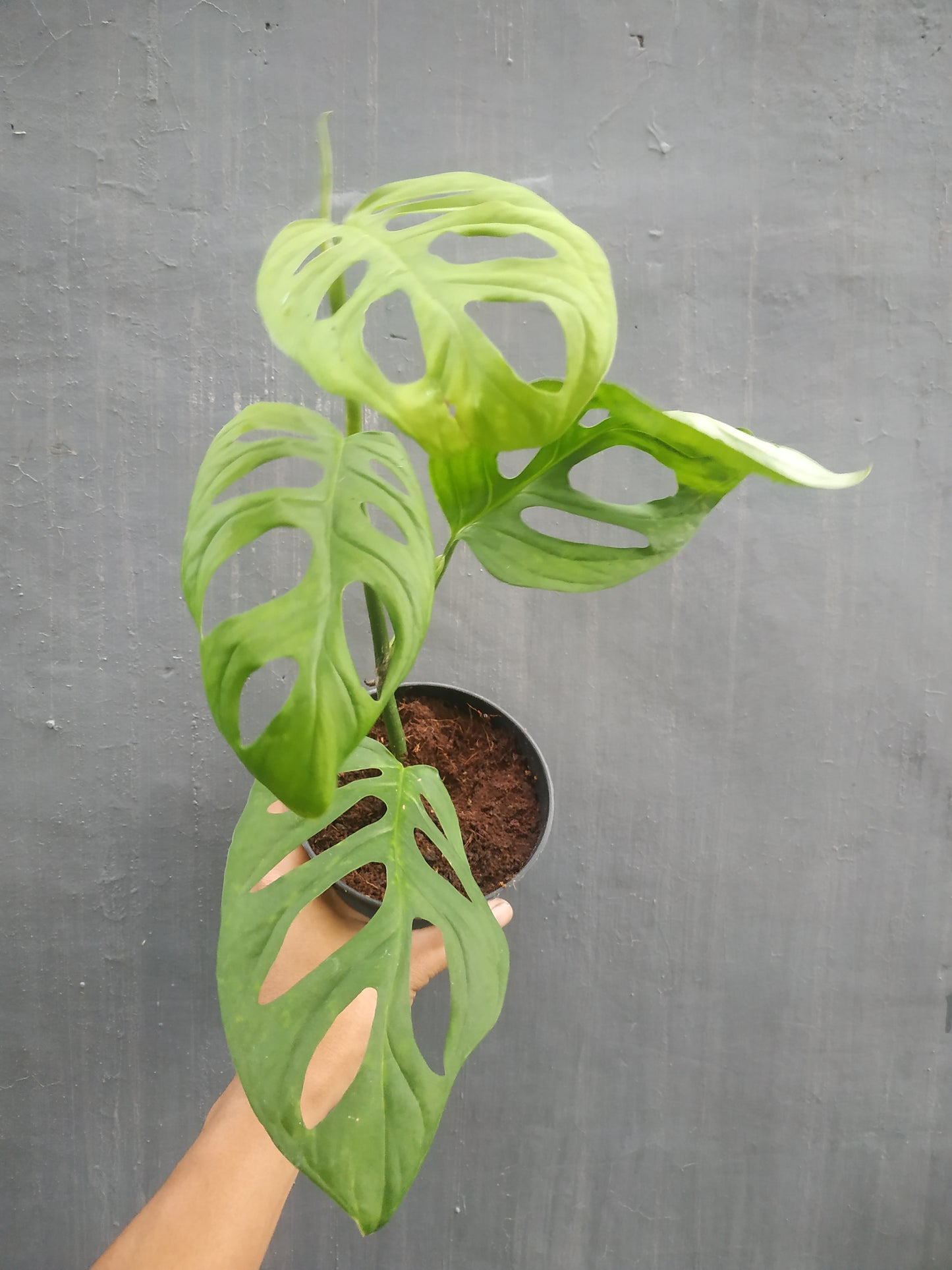 Monstera Adansonii