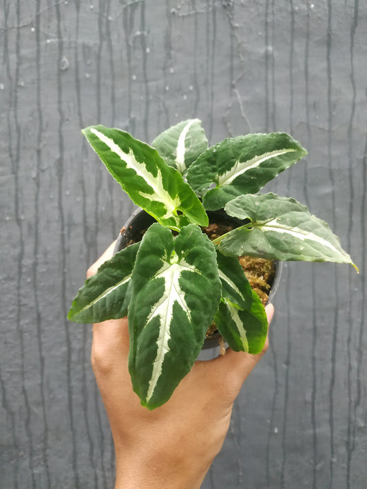 Syngonium Wendlandii