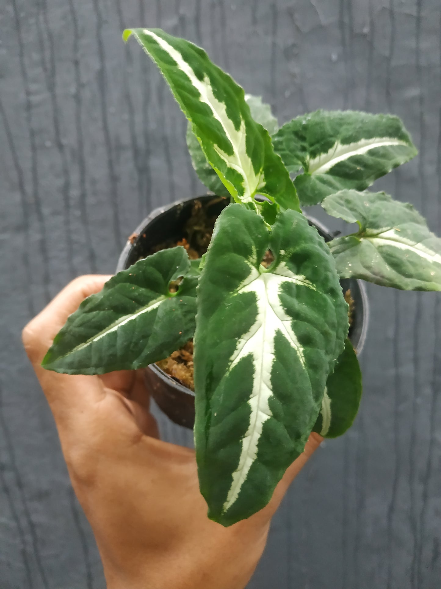 Wholesale 10x Syngonium Wendlandii