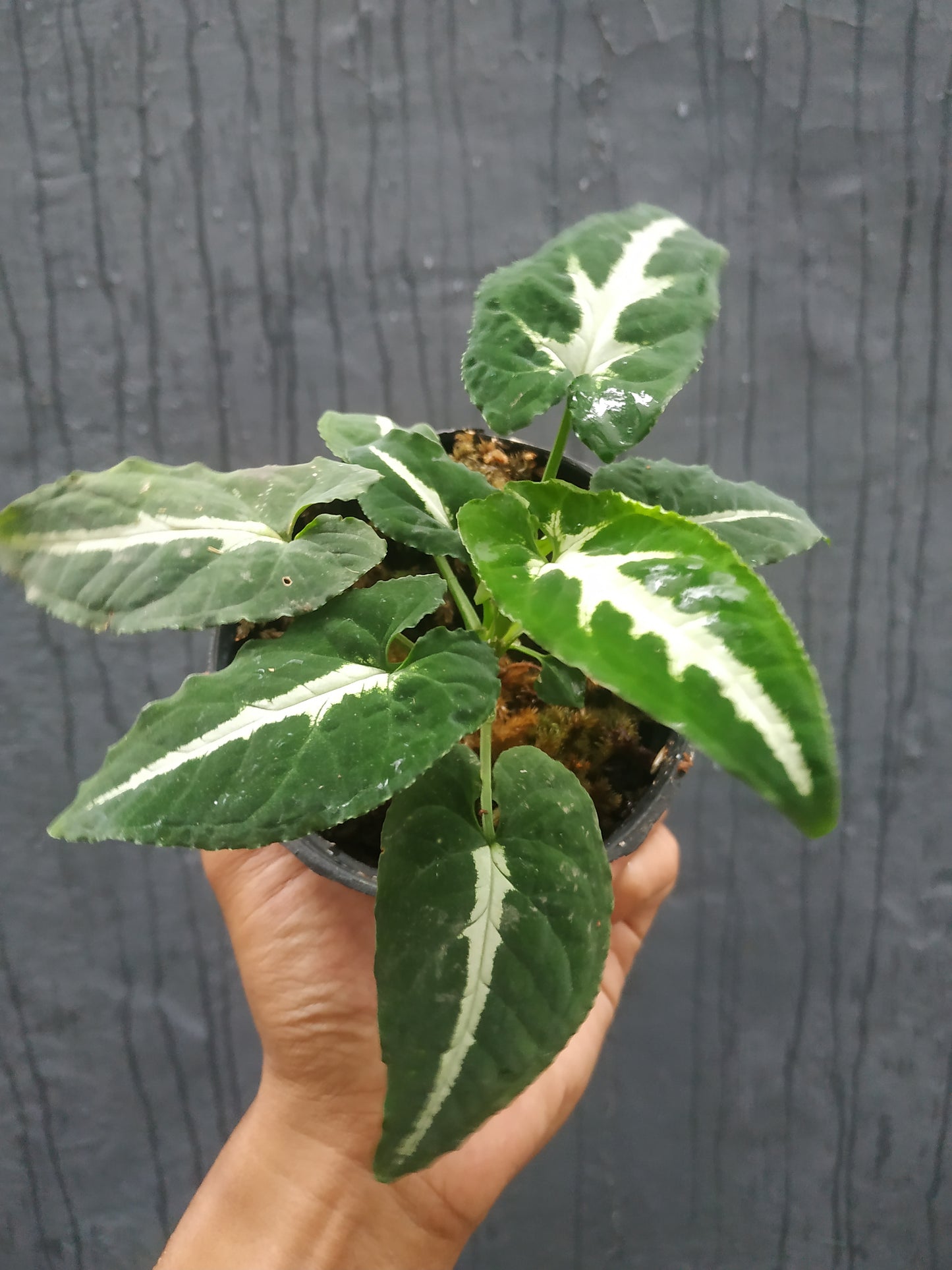 Syngonium Wendlandii