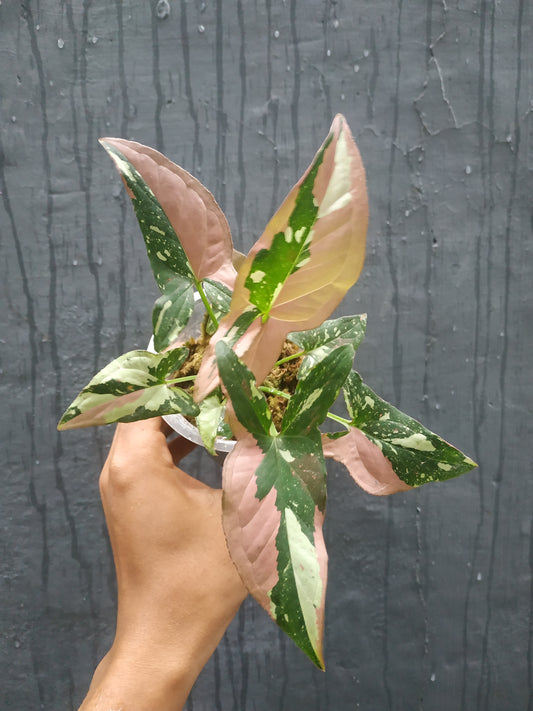 Syngonium Red Spot Tricolor