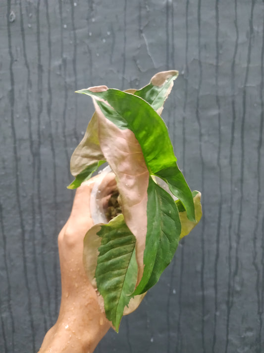 Syngonium Pink Beauty