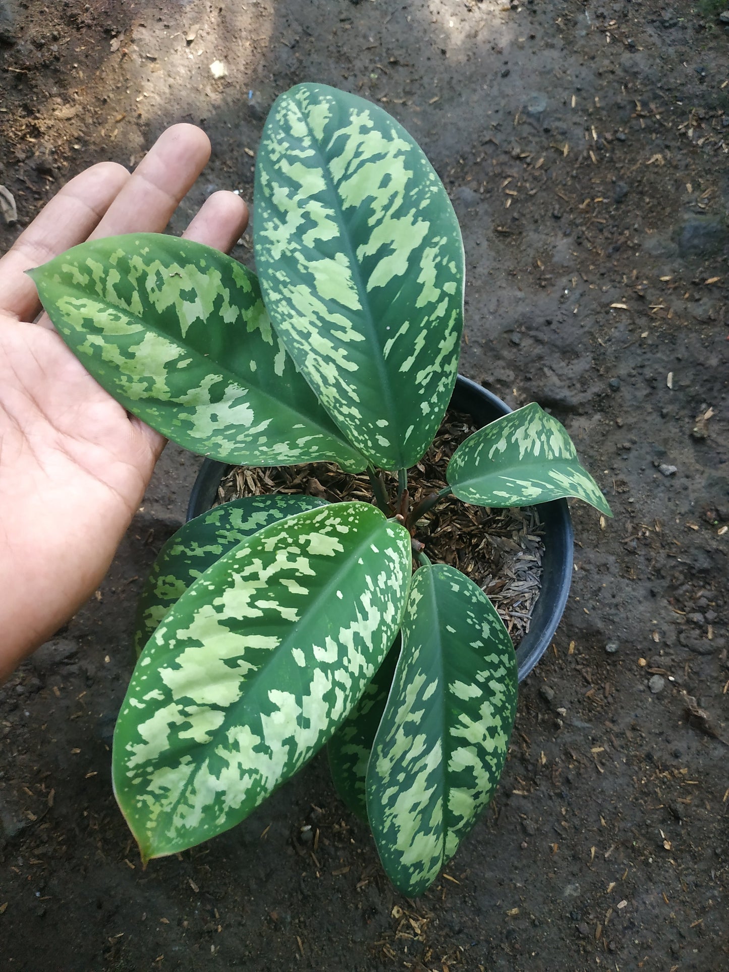 Homalomena Wallisii Camouflage