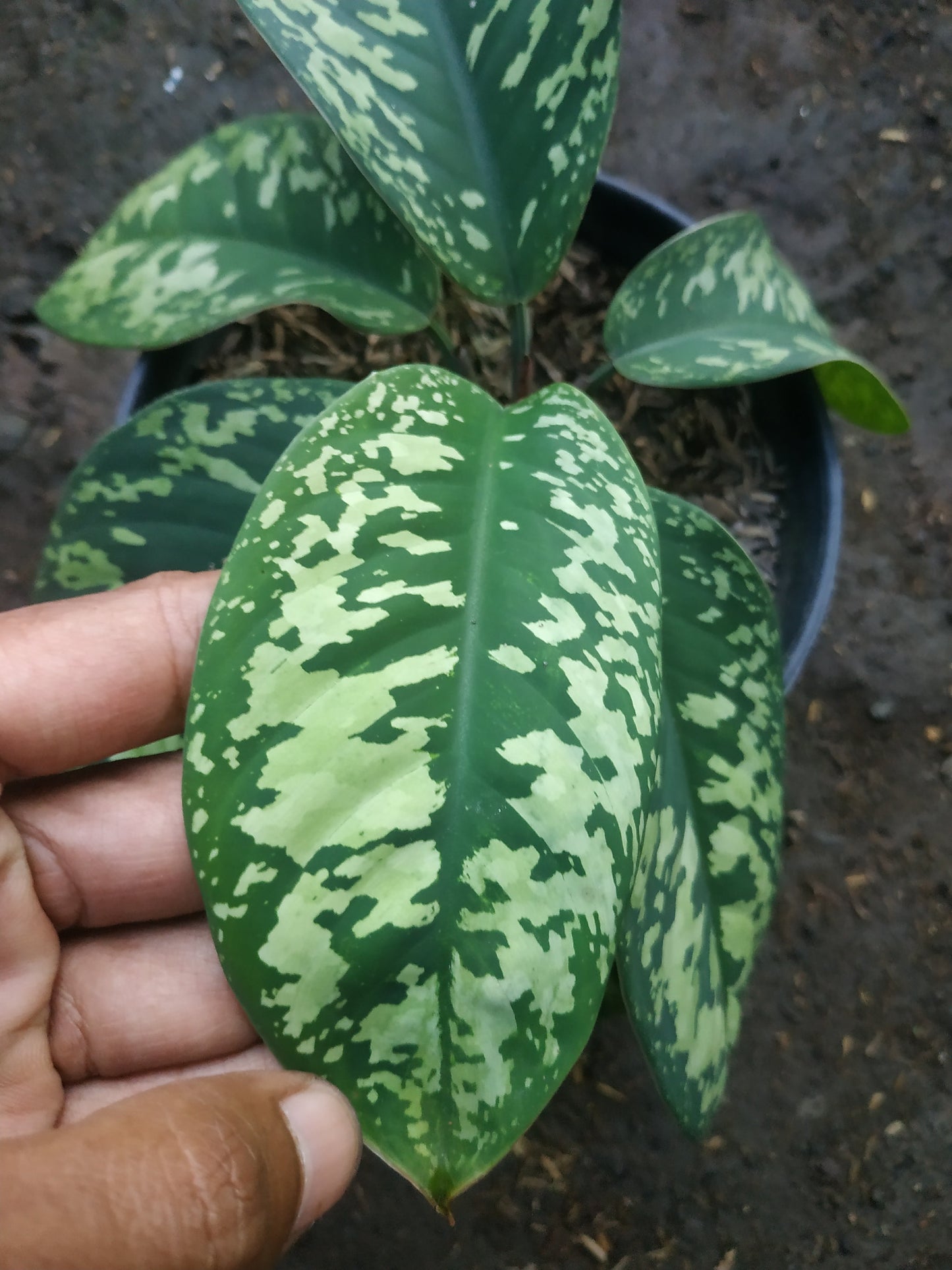 Homalomena Wallisii Camouflage