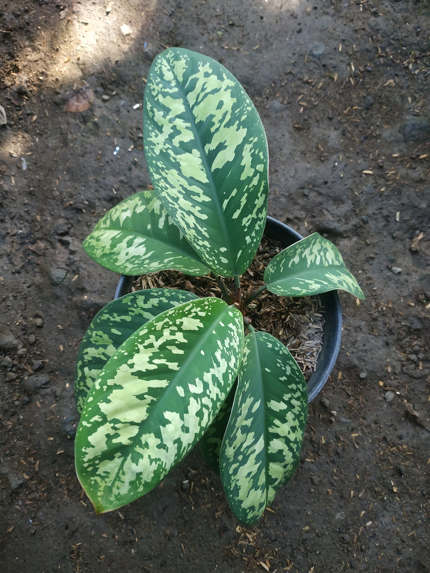 Homalomena Wallisii Camouflage