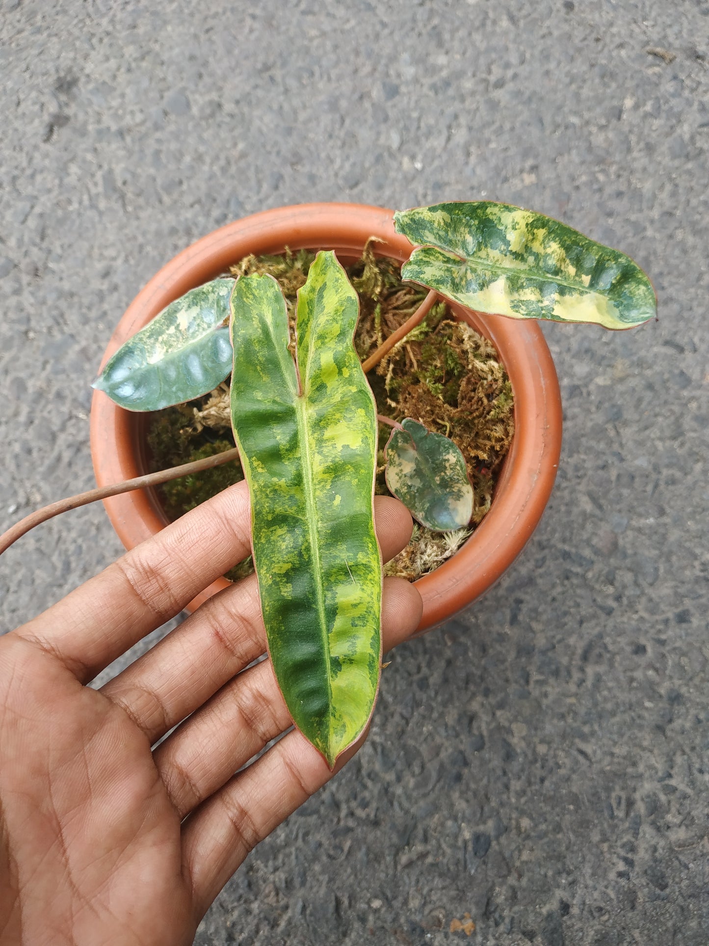 Philodendron Billitiae Variegated