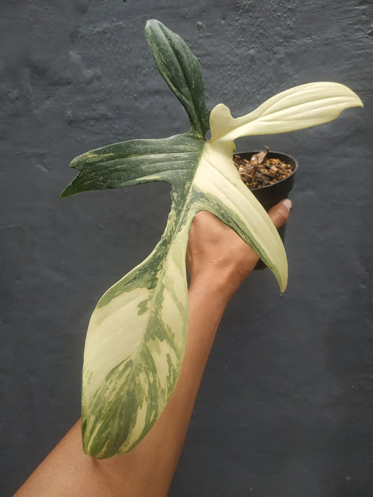 Rooted Cutting Philodendron Florida Beauty