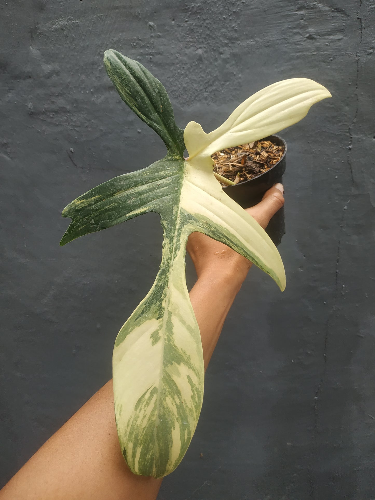 Rooted Cutting Philodendron Florida Beauty