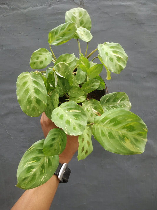 Calathea Leuconeura Variegated